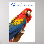 Honduras Scarlet Macaw Poster (Voorkant)