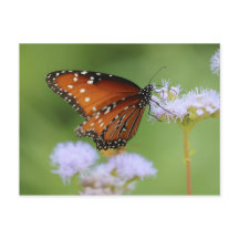 Hondurese zwarte vlinder