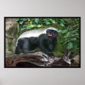 Honey Badger Poster -60x40 -andere beschikbare mat (Voorkant)