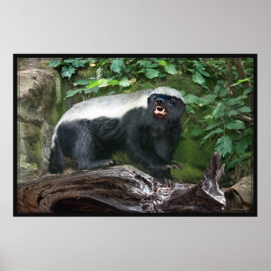 Honey Badger Poster -60x40 -andere beschikbare mat