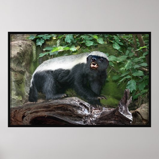 Honey Badger Poster -60x40 -andere beschikbare mat (Voorkant)