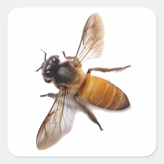 Honey Bee Cute Vierkante Sticker (Voorkant)
