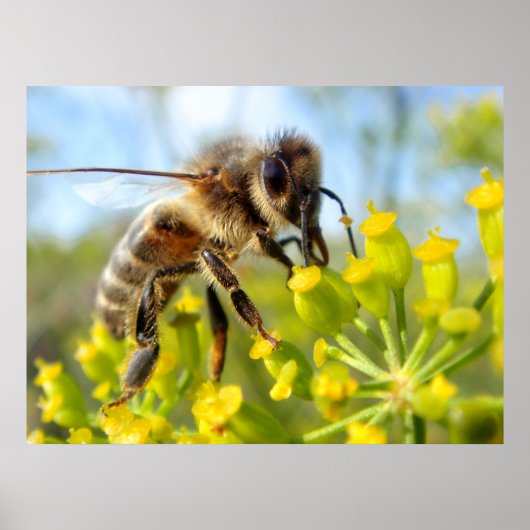 Honey bee feeding on flower poster (Voorkant)