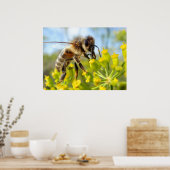 Honey bee feeding on flower poster (Keuken)