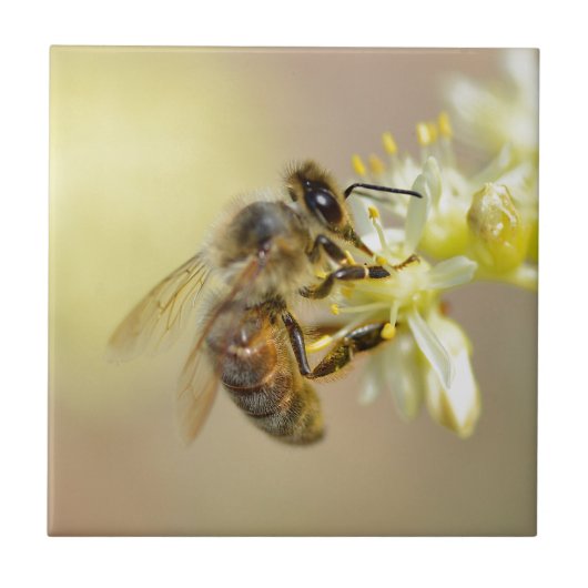 Honey bee feeding on flower tegeltje (Voorkant)