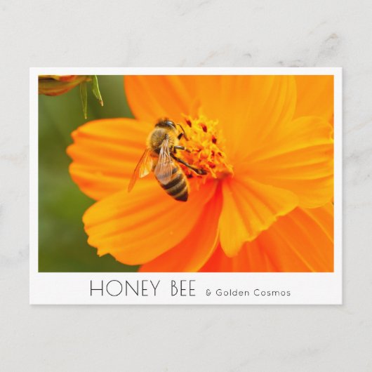 Honey Bee & Golden Cosmos Briefkaart (Voorkant)