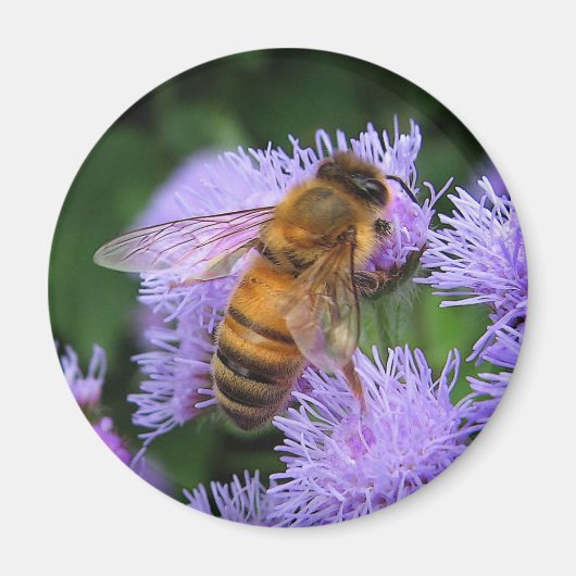 Honey Bee Magnet (Voorkant)