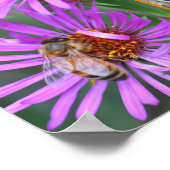 Honey Bee on Pink Aster Flower Uw foto toevoegen Poster (Hoek)