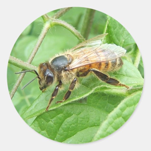 Honey Bee ~ sticker (Voorkant)