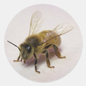 Honey Bee Sticker (Voorkant)
