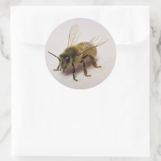 Honey Bee Sticker (Tas)