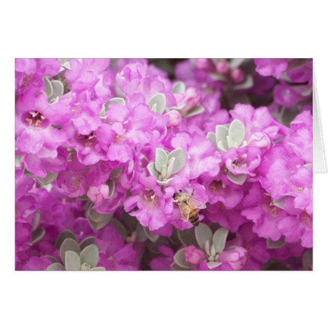 Honey Bee & Texas Sage (Voorkant Horizontaal)