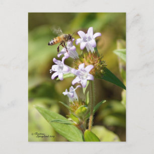 Honey Bee vliegen Roze bloemen Briefkaart