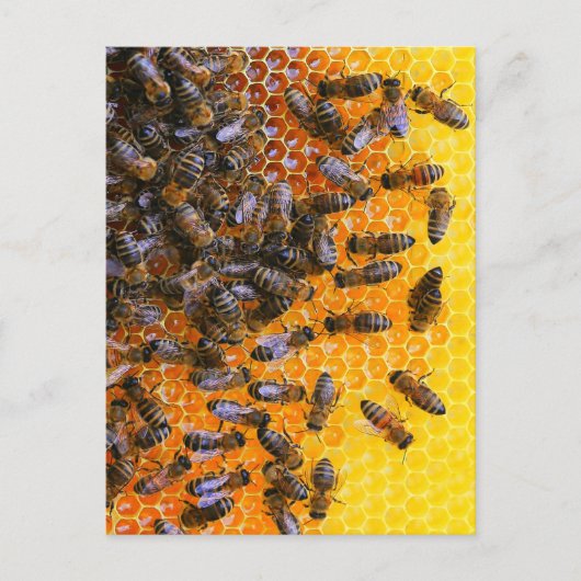 HONEY BEES BRIEFKAART (Voorkant)