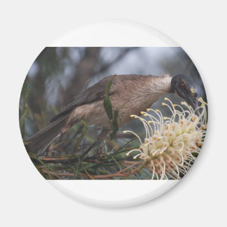 Honey Eater Magneet
