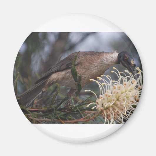 Honey Eater Magneet (Voorkant)