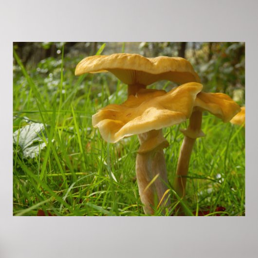 Honey Fungus Poster (Voorkant)