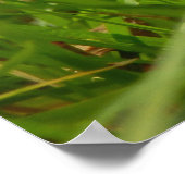 Honey Fungus Poster (Hoek)