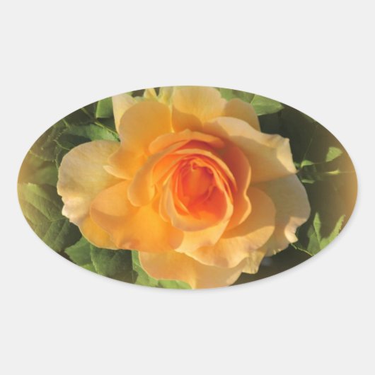 Honey Parfum Roos Stickers (Voorkant)