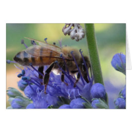 Honeybee Drink Nectar