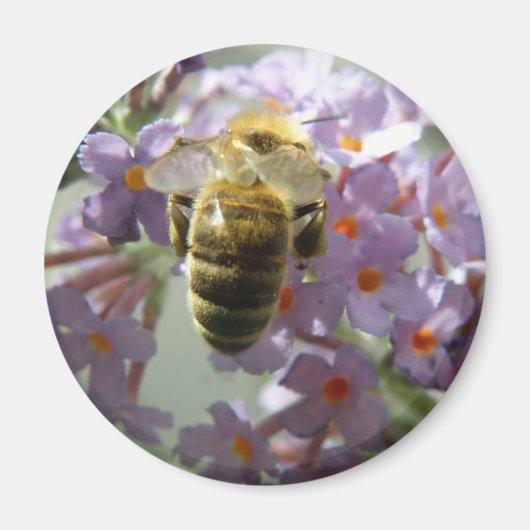 Honeybee en Buddleia Flowers Magnet (Voorkant)