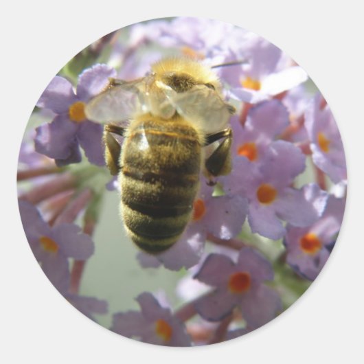 Honeybee en Buddleia Flowers Stickers (Voorkant)