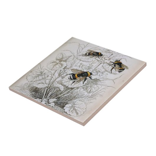  HoneyBee Illustratie | Tegeltje (Zijkant)