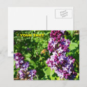 Honeybee Loves Lilacs Briefkaart (Voorkant / Achterkant)