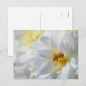 Honeybee on a Dahlia Postcard Briefkaart (Voorkant / Achterkant)