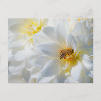 Honeybee on a Dahlia Postcard Briefkaart