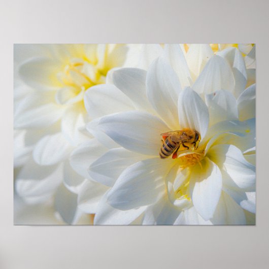 Honeybee on a Dahlia Poster (Voorkant)