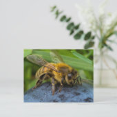 Honeybee on a Stone Briefkaart (Staand voorkant)
