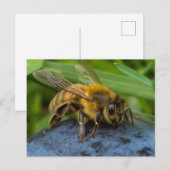 Honeybee on a Stone Briefkaart (Voorkant / Achterkant)