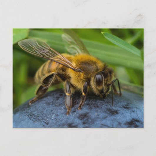 Honeybee on a Stone Briefkaart (Voorkant)