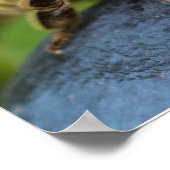 Honeybee on a Stone Poster (Hoek)