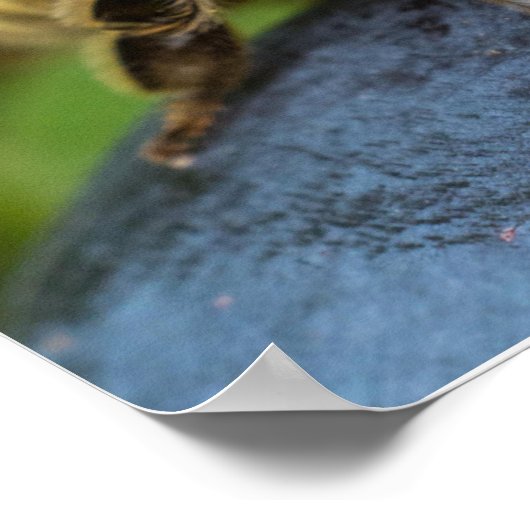 Honeybee on a Stone Poster (Hoek)