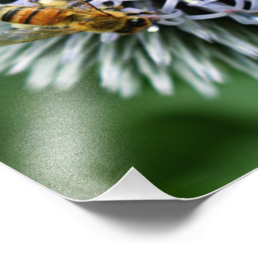 Honeybee on Globe Thistle Floral Foto Afdruk (Hoek)