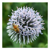 Honeybee on Globe Thistle Floral Foto Afdruk (Voorkant)