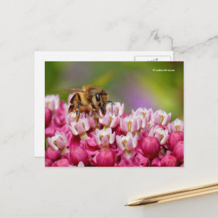 Honeybee op het Plant Narrowleaf Milkweed Briefkaart