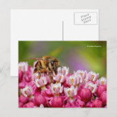 Honeybee op het Plant Narrowleaf Milkweed Briefkaart (Voorkant / Achterkant)