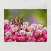 Honeybee op het Plant Narrowleaf Milkweed Briefkaart (Voorkant)