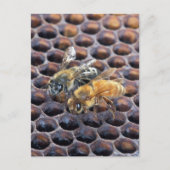 Honeycomb bijen briefkaart (Voorkant)