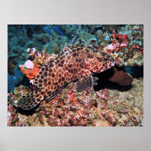 Honeycomb Grouper Poster (Voorkant)