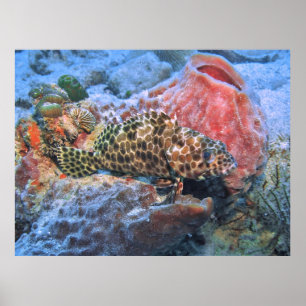 Honeycomb Grouper Poster