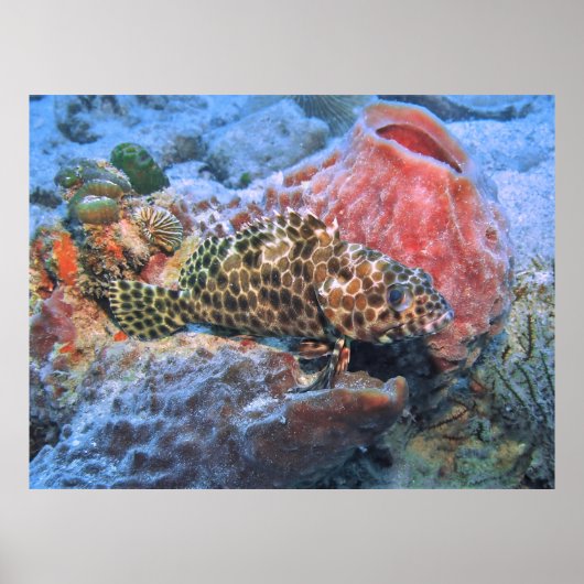 Honeycomb Grouper Poster (Voorkant)