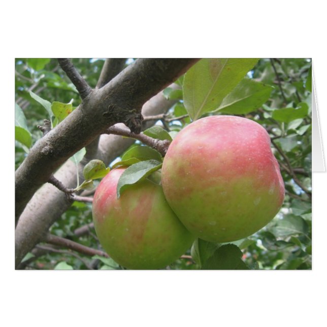 Honeycrisp (Voorkant Horizontaal)