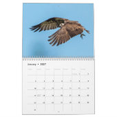 Honeymoon Island Osprey 2026 Kalender (Jan 2027)