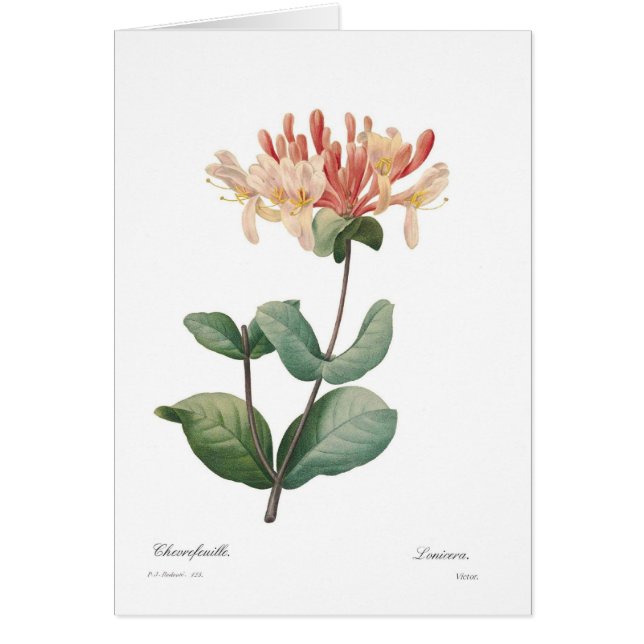 Honeysuckle (Voorkant)