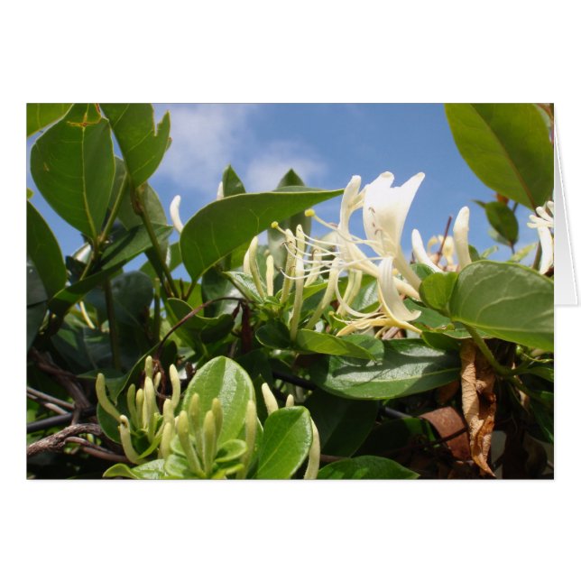 Honeysuckle (Voorkant Horizontaal)