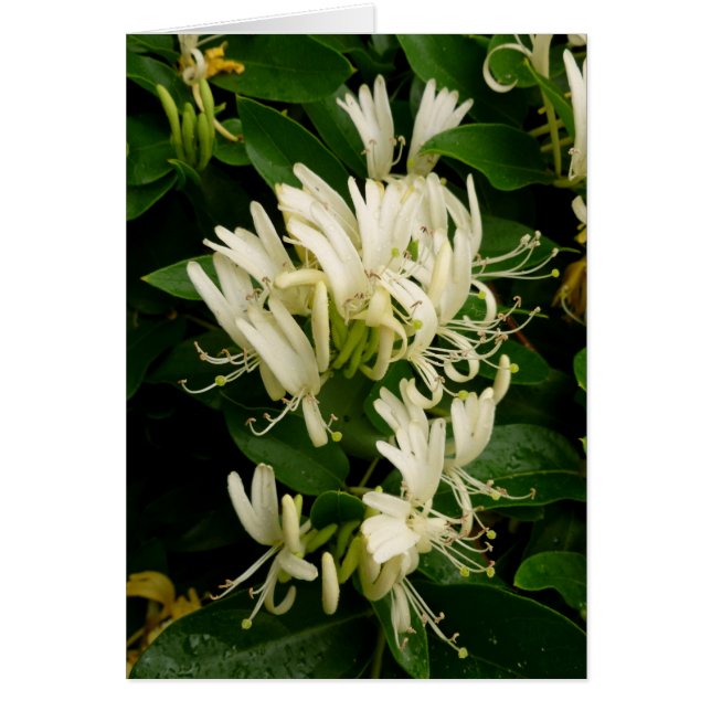 Honeysuckle (Voorkant)